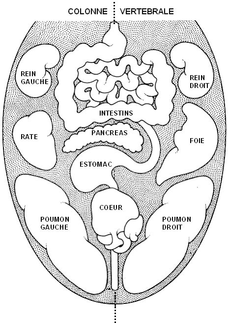 les différents organes du corps en relation avec la langue